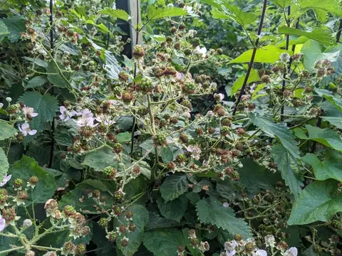 Zahlreiche kleine grüne Brombeeren und einzelne blassrosa Blüten wachsen zwischen dunklen Ranken und grünen Blättern.