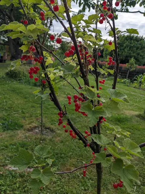 Leuchtend rote Johannisbeeren hängen in kleinen Rispen zwischen grünen Blättern an aufrechten Zweigen.