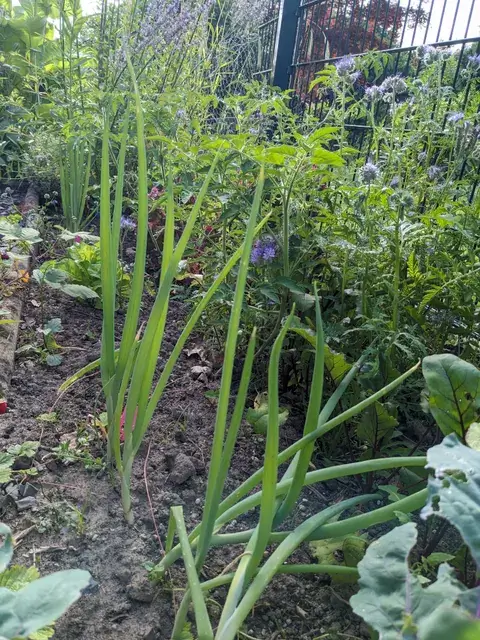 Lange aufrechte Blätter von Lauchgewächsen wachsen neben violett blühender Phacelia am Zaun.