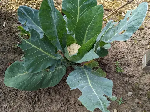 Ein kleiner weißer Blumenkohlkopf sitzt in der Mitte großer blaugrüner Kohlblätter über offener Erde.