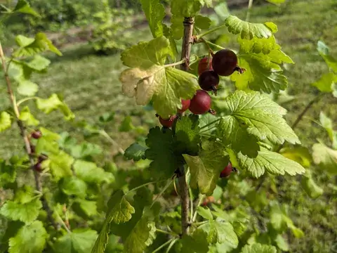 Dunkelrote Stachelbeeren hängen an einem aufrechten Zweig zwischen hellgrünen gelappten Blättern.