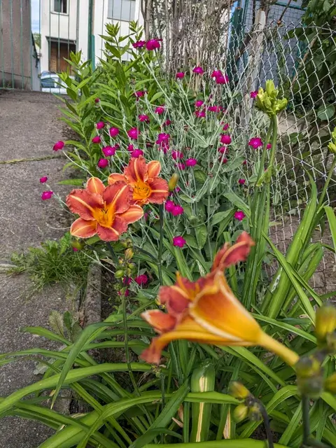 Orange-rote Taglilien und kleine kräftig rosa Blüten wachsen nebeneinander an einem Zaun entlang des Gartenwegs.