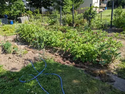 Eine dichte Reihe grüner Kartoffelpflanzen steht zwischen schmalen Wegen; davor liegt ein blauer Gartenschlauch.