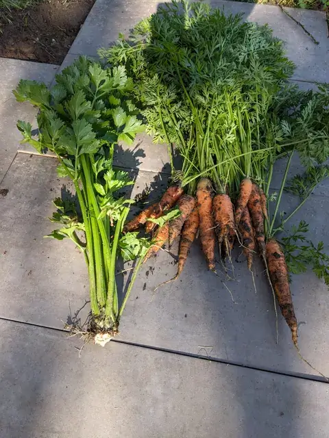 Ein Bund erdiger Möhren mit langem Laub liegt neben frisch geernteten Selleriestängeln auf grauen Steinplatten.