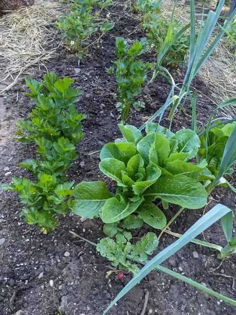 Selleriepflanzen, grüner Salat und Lauch mit langen blaugrünen Blättern wachsen nebeneinander in einem Beet.
