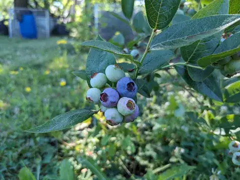 Blaue reife und noch helle Heidelbeeren hängen eng zusammen an einem Zweig.