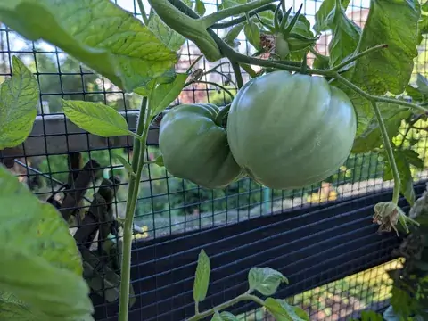 Zwei große grüne, leicht gerippte Tomaten hängen dicht nebeneinander vor einem Drahtgitter.