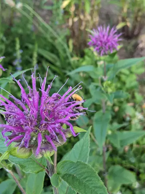 Eine Hummel steckt ihren Kopf zwischen die schmalen violetten Blüten einer Indianernessel.