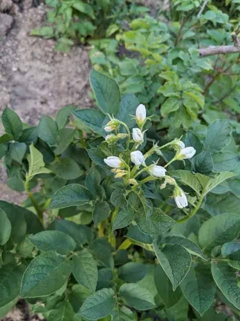Ein Kartoffeltrieb trägt helle Blütenknospen und kleine weiße Blüten über dunkelgrünem Laub.