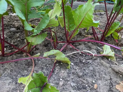 Dunkelrote Blattstiele wachsen aus einer kleinen Rote-Bete-Knolle knapp über der Beeterde.