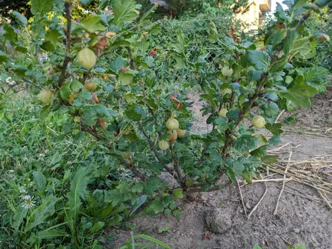 Viele hellgrüne Stachelbeeren hängen zwischen kleinen gelappten Blättern an einem niedrigen Strauch.