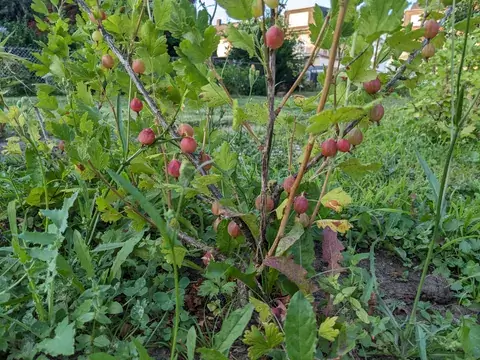 Rötliche und rosafarbene Stachelbeeren hängen an aufrechten Zweigen zwischen grünen Blättern.