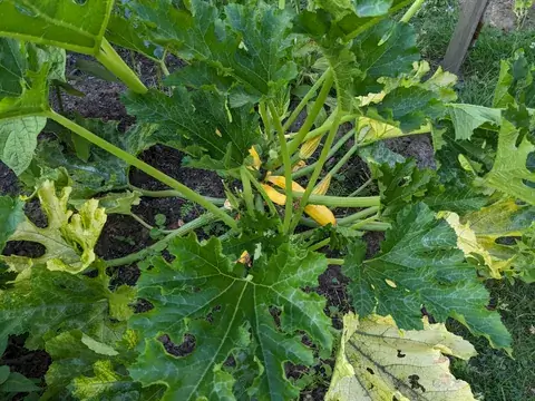 Mehrere längliche gelbe Zucchini liegen unter den großen grünen Blättern ihrer Pflanze.