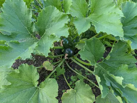 Runde dunkelgrüne Zucchini wachsen dicht am Boden zwischen den Blattstielen und großen grünen Blättern.
