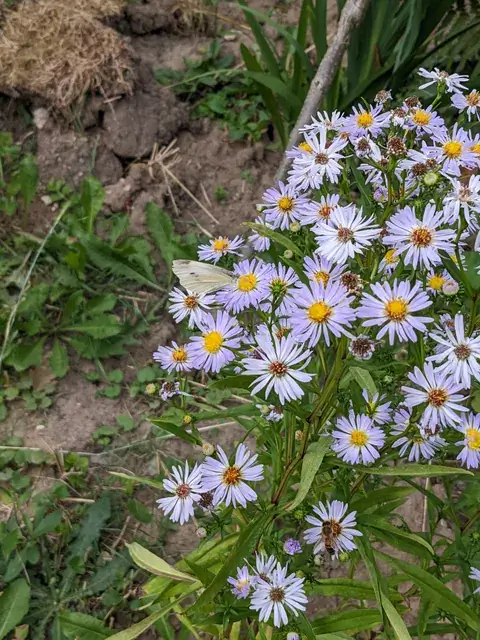 Viele hellviolette Blüten mit gelber Mitte stehen in einem lockeren Büschel am Beetrand.
