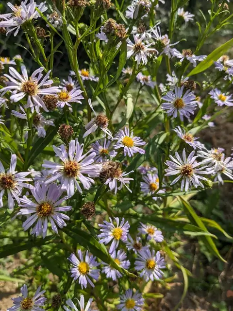 Viele hellviolette Blüten mit gelber Mitte stehen zwischen schmalen grünen Blättern.