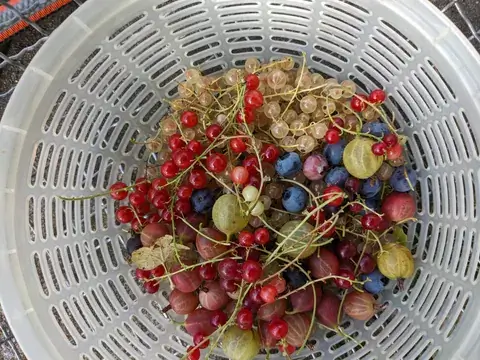 Rote und helle Johannisbeeren, Stachelbeeren und Heidelbeeren liegen in einem weißen Sieb.