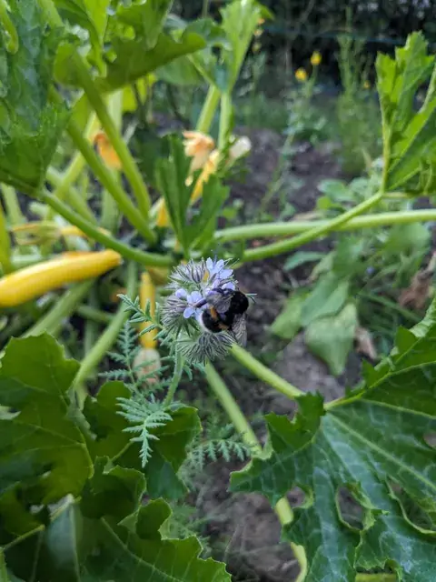 Eine dunkle Hummel sitzt auf einer violetten Phaceliablüte zwischen grünen Blättern.