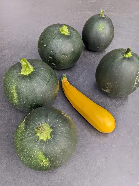 Mehrere runde dunkelgrüne Zucchini und eine längliche gelbe Zucchini liegen auf einer grauen Fläche.