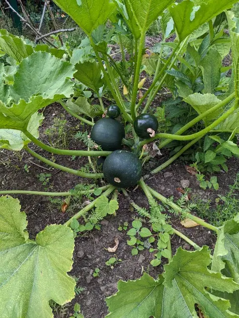 Runde dunkelgrüne Zucchini wachsen zwischen kräftigen Blattstielen knapp über dem Boden.