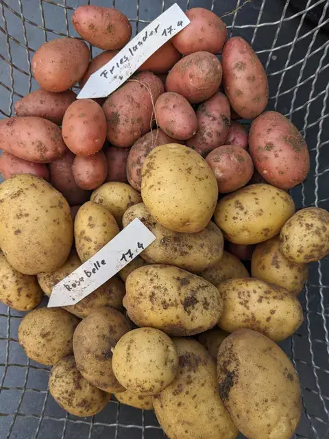 Gelbschalige und rotschalige Kartoffeln liegen getrennt voneinander in einem Drahtkorb.