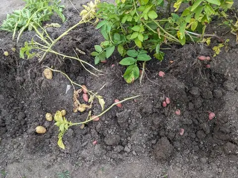 Gelbe und rote Kartoffeln liegen neben den Wurzeln einer ausgegrabenen Kartoffelpflanze auf dunkler Beeterde.