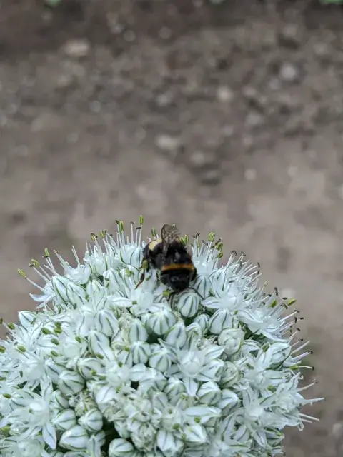 Eine Hummel sitzt auf dem kugeligen weißen Blütenstand eines Lauchgewächses.