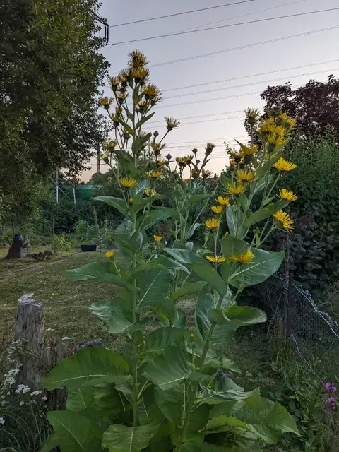 Hohe Alantstängel mit gelben Blüten und großen Blättern stehen im Garten vor dem Abendhimmel.