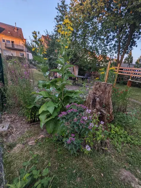Hoher gelb blühender Alant und violette Indianernesseln wachsen rund um einen alten Baumstumpf.