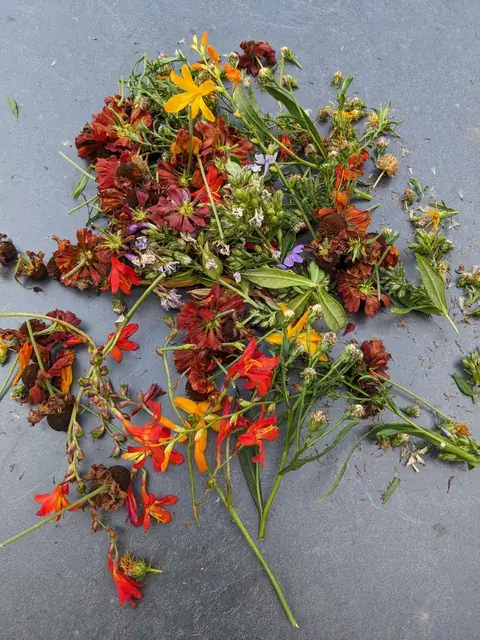 Abgeschnittene gelbe, rote und orange Sommerblüten mit Stängeln liegen auf einer grauen Fläche.