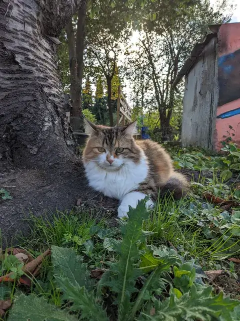Eine langhaarige getigerte Katze mit weißer Brust liegt zwischen Gras und niedrigen Pflanzen am Fuß eines Baumstamms.