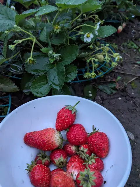 Eine weiße Schale mit roten Erdbeeren steht vor dem Laub der Erdbeerpflanzen.