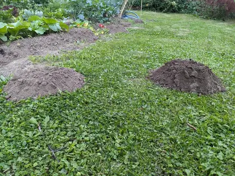 Mehrere frische Erdhügel liegen im Rasen und am Rand eines dicht bepflanzten Gemüsebeets.