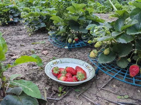 Eine gemusterte Schale mit roten Erdbeeren steht zwischen Erdbeerpflanzen mit grünen und reifen Früchten.