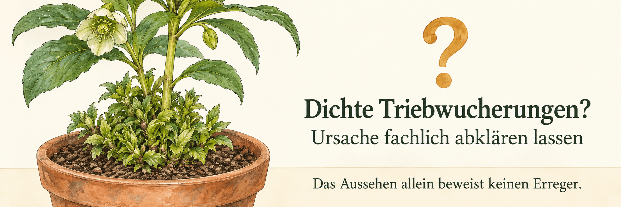 Topfpflanze mit dicht gedrängten kurzen Trieben an der Basis und dem Hinweis, die Ursache fachlich abklären zu lassen; das Aussehen allein beweist keinen Erreger