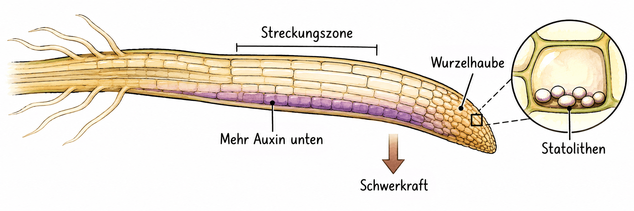 Schema einer seitlich liegenden Wurzel: Wahrnehmung in der Wurzelhaube, höhere Auxinwirkung an der unteren Organseite und Krümmung in der Streckungszone