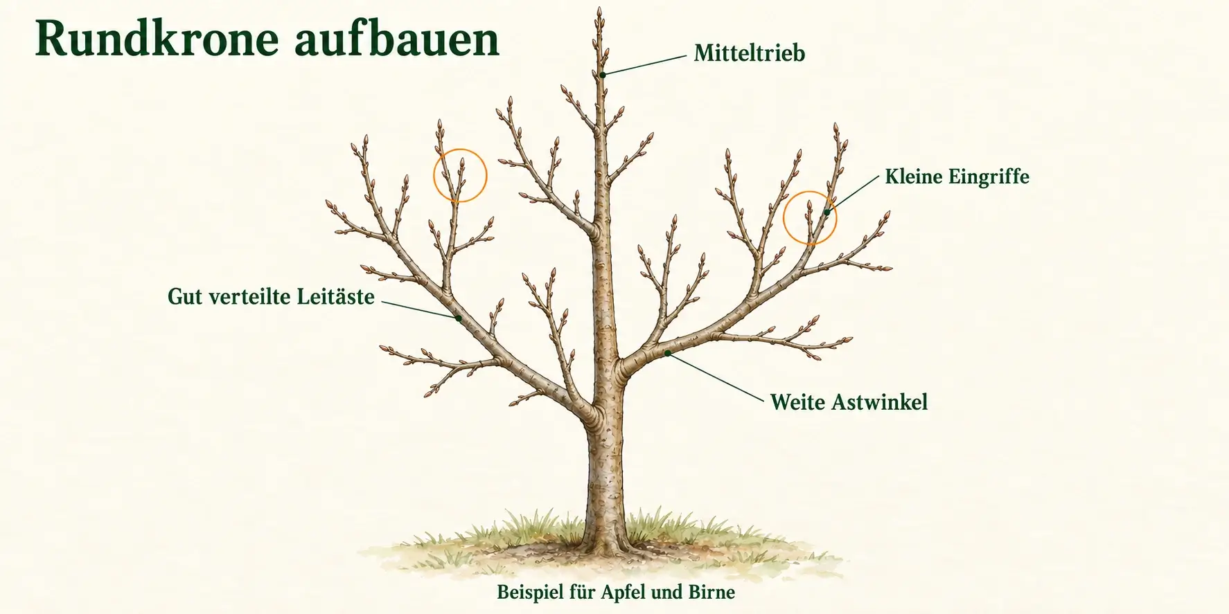 Junger Obstbaum als Rundkrone mit durchgehendem Mitteltrieb, auf unterschiedlichen Höhen ansetzenden Leitästen und markierten kleinen Konkurrenztrieben