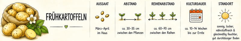Frühkartoffel Steckbrief