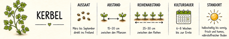 Kerbel Steckbrief