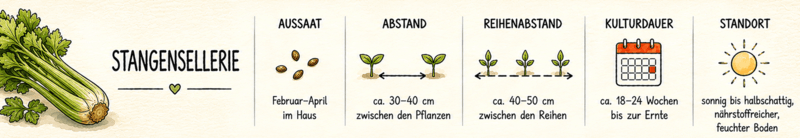 Stangensellerie Steckbrief