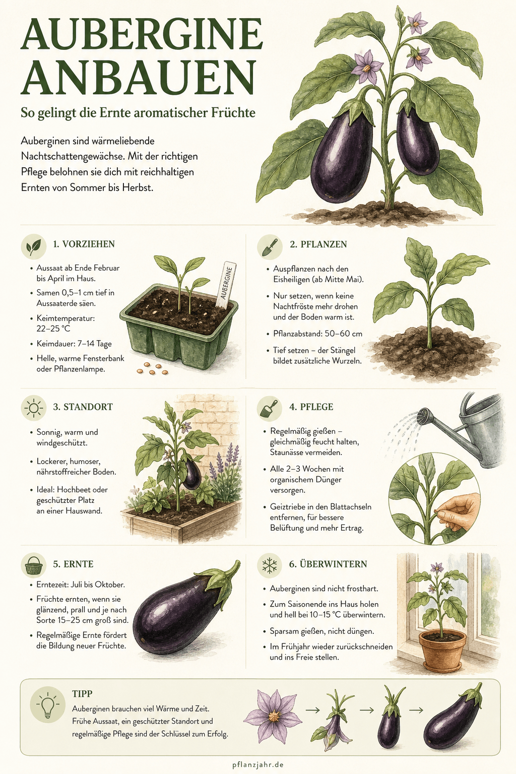 Infografik: aubergine-anbauen