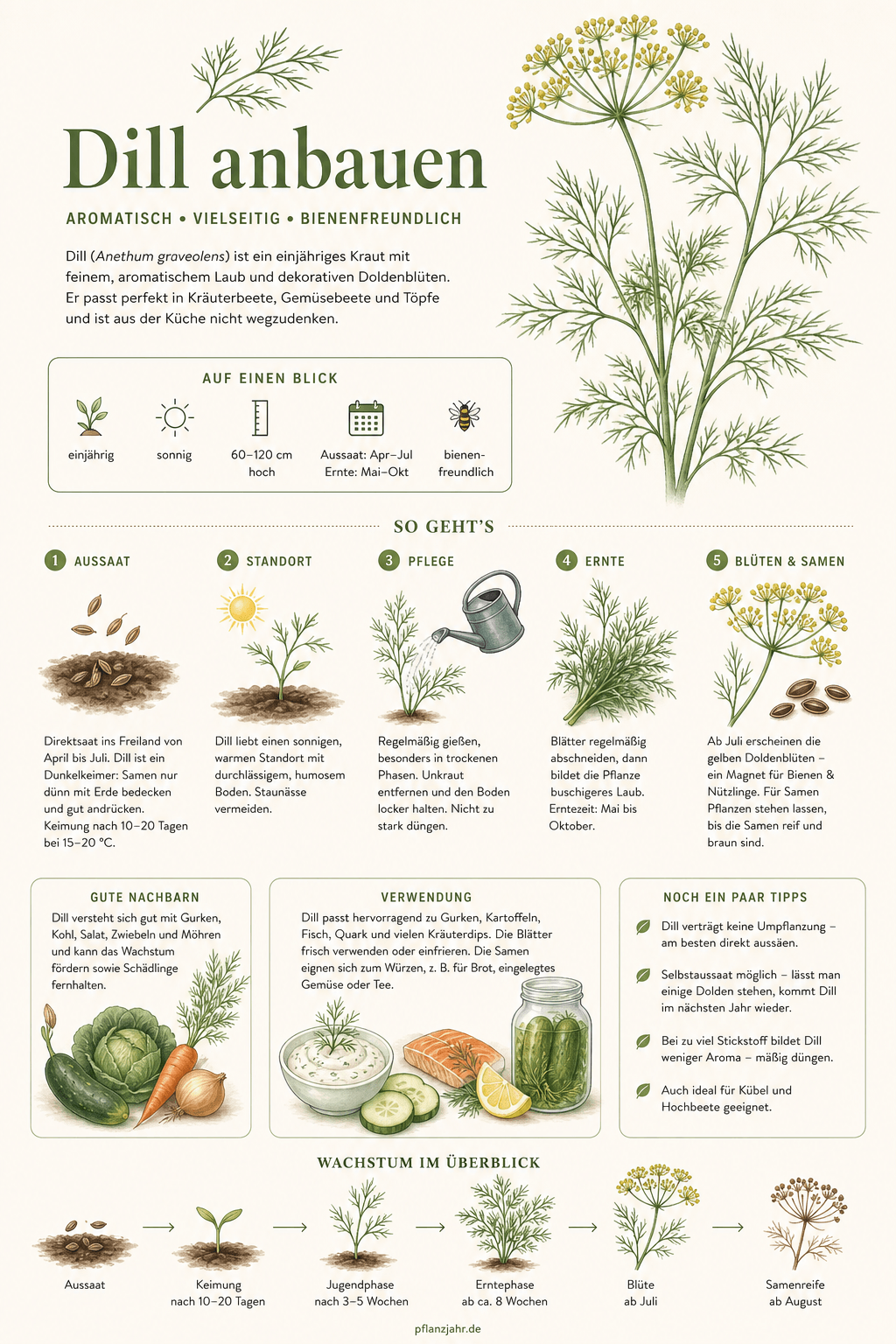 Infografik: dill-anbauen