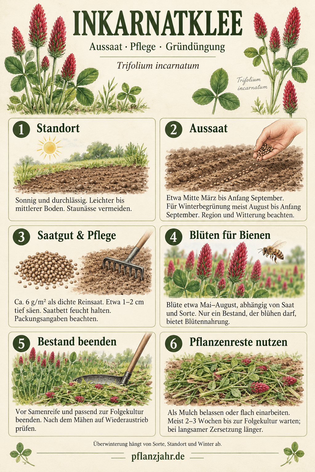 Infografik zum Inkarnatklee-Anbau: sonniger Standort, Aussaat, etwa 6 g Saatgut pro Quadratmeter, Blüten für Bienen, Bestand vor Samenreife beenden und Pflanzenreste nutzen