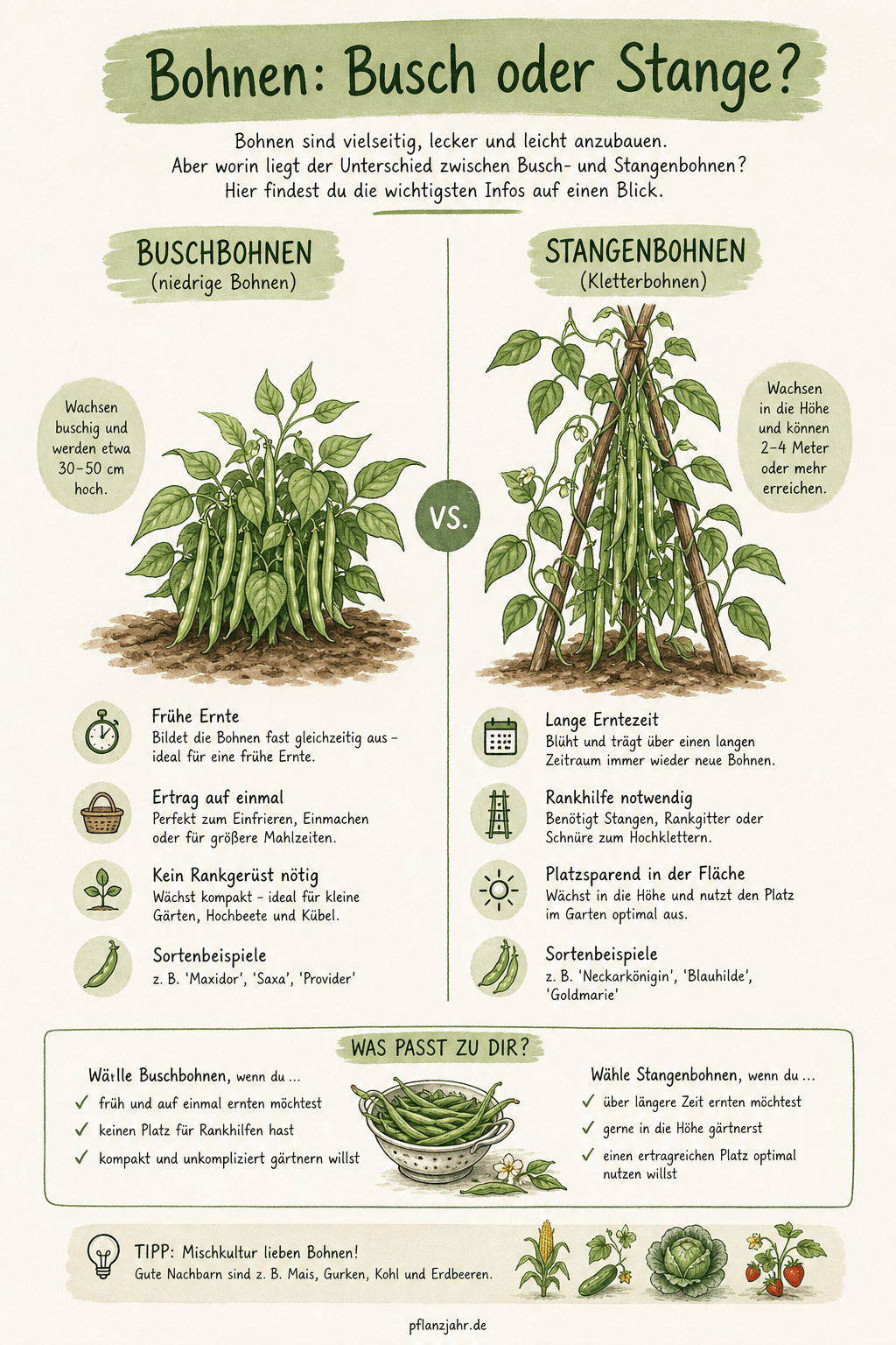 Infografik: bohnen-busch-oder-stange.png
