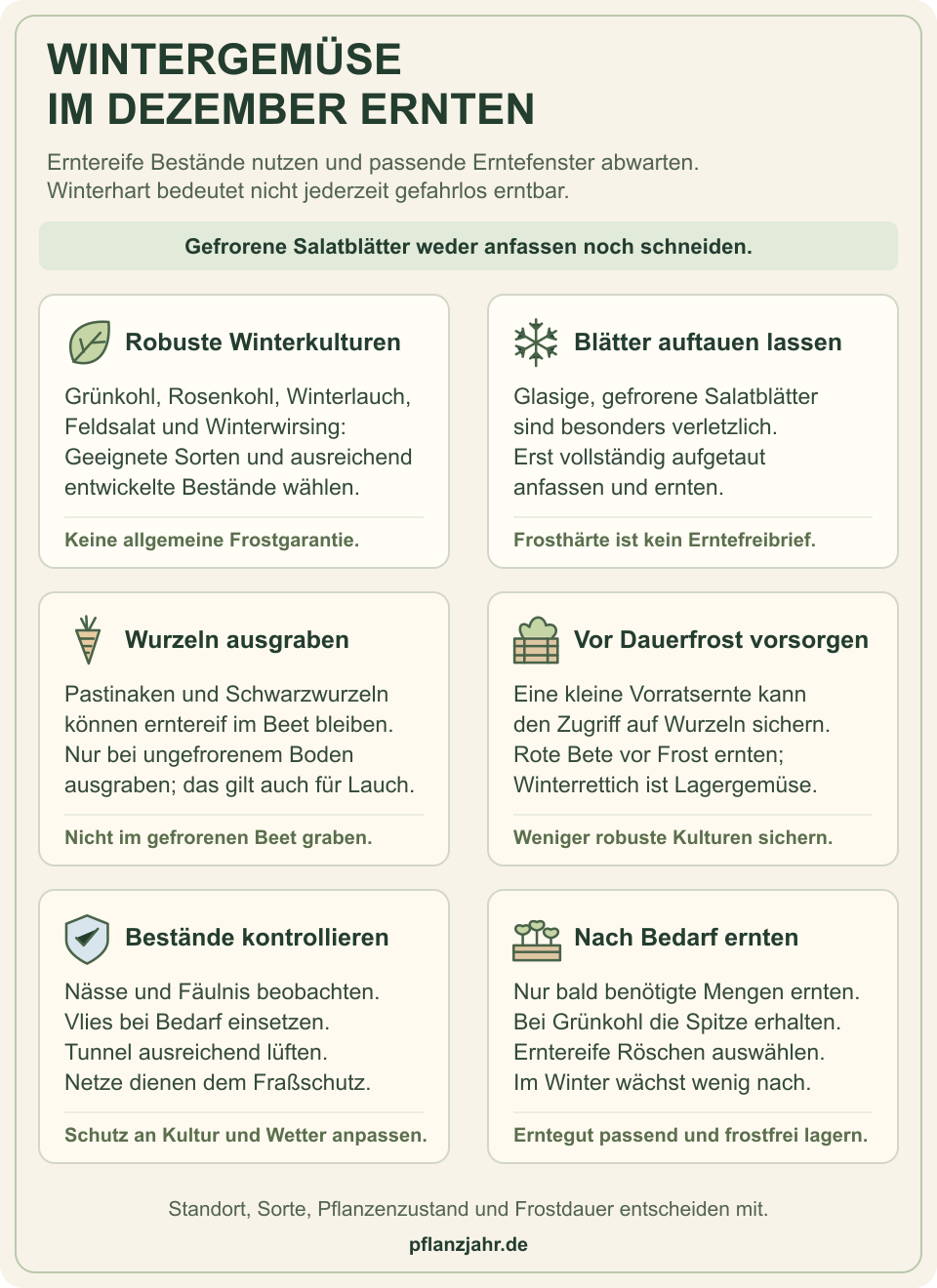 Winterernte im Dezember: geeignete Sorten und erntereife Bestände wählen, Blätter auftauen lassen, Wurzeln nur aus ungefrorenem Boden bergen und vor Dauerfrost vorsorgen