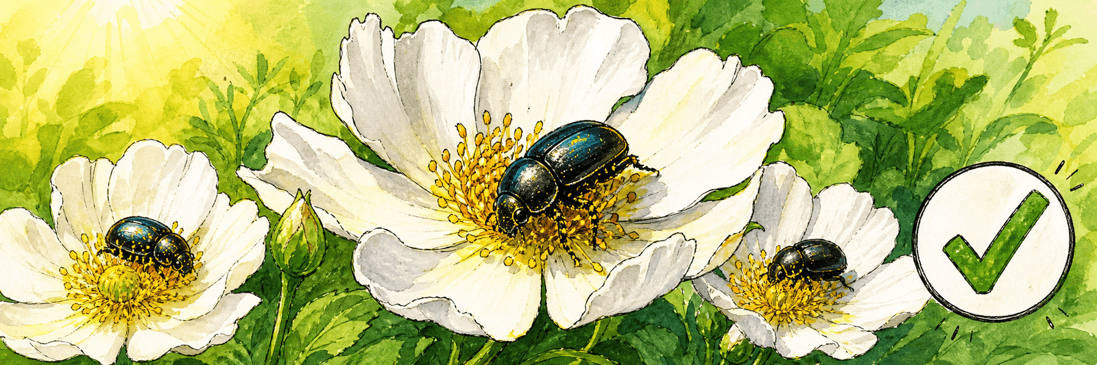 Rapsglanzkäfer auf voll geöffneten Blüten mit beruhigendem Häkchen als Zeichen für tolerierbaren Befall
