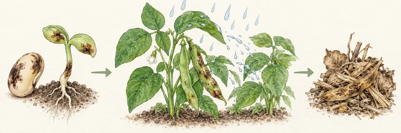 Schematische Darstellung von infiziertem Bohnensaatgut, Spritzwasser zwischen Bohnenpflanzen und befallenen Pflanzenresten