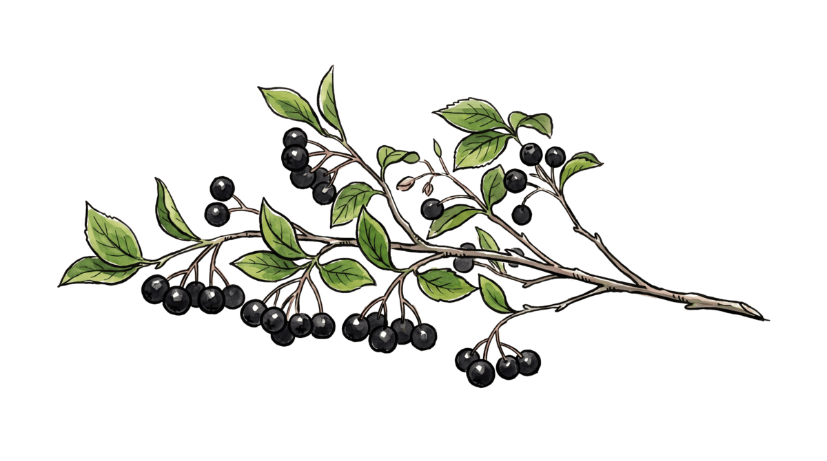Aronia – Pflanze im Beet