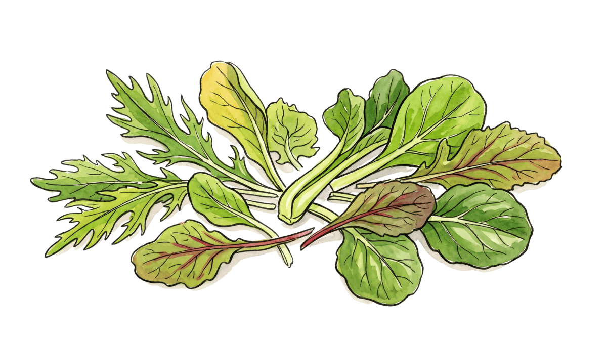 Asiasalat – Pflanze im Beet