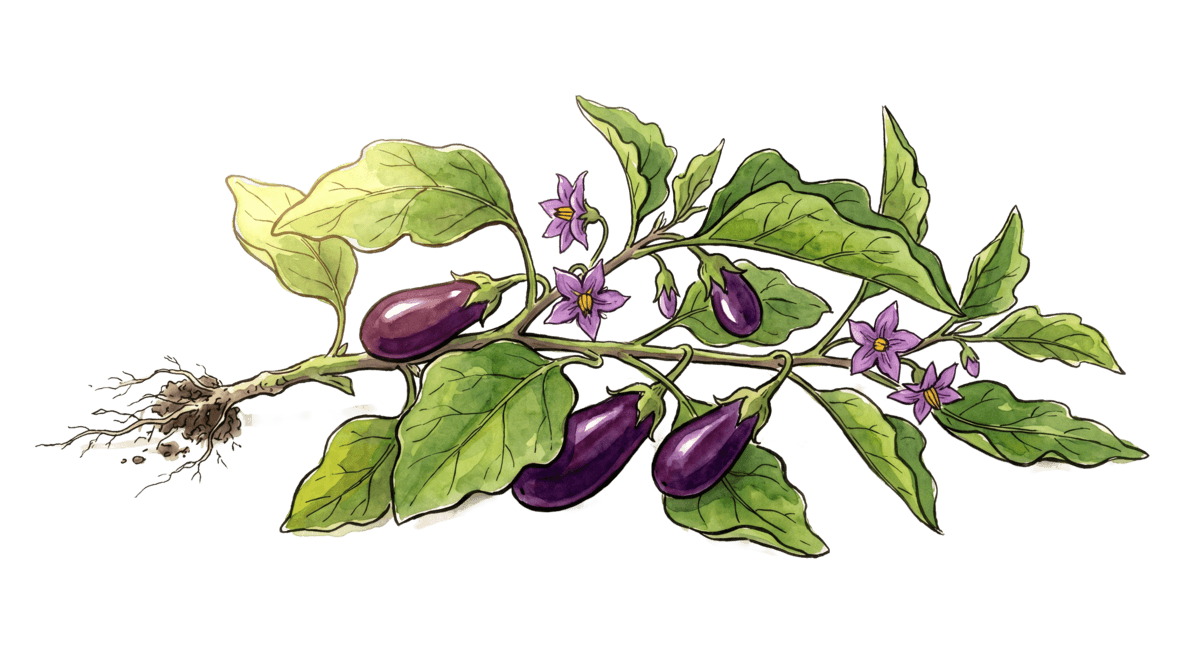 Aubergine – Pflanze im Beet